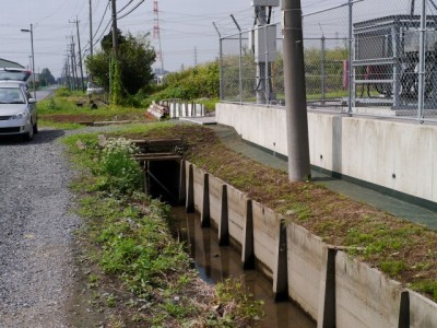 しらこばと公園の近くで用水路釣り！の写真1