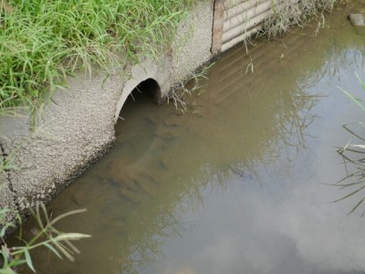 しらこばと公園の近くで用水路釣り！の写真4