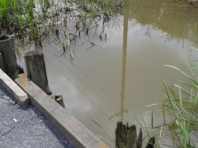 しらこばと公園の近くで用水路釣り！の写真5