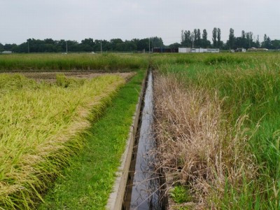 しらこばと公園の近くで用水路釣り！の写真6