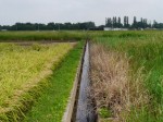 しらこばと公園の近くで用水路釣り！の写真のサムネイル写真6