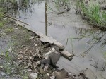 しらこばと公園の近くで用水路釣り！の写真のサムネイル写真9