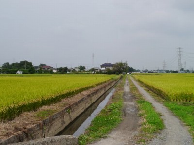 しらこばと公園の近くで用水路釣り！の写真16