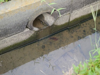 しらこばと公園の近くで用水路釣り！の写真18