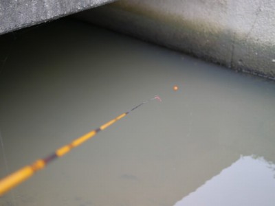 しらこばと公園の近くで用水路釣り！の写真20