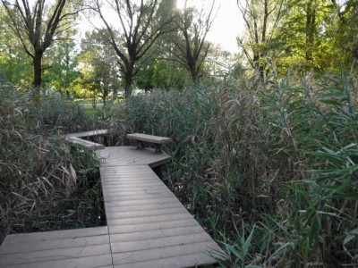 三橋総合公園でザリガニ釣り！の写真3