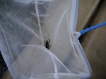 三橋総合公園でザリガニ釣り！の写真のサムネイル写真8