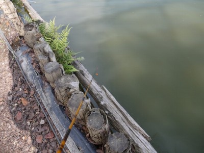 上尾丸山公園で小物釣り！の写真2