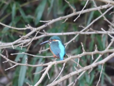 冬の巾着田にいた鳥の写真1