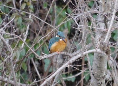 冬の巾着田にいた鳥の写真2