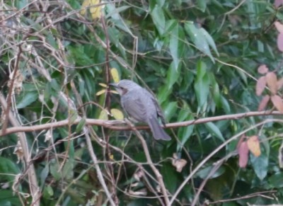 冬の巾着田にいた鳥の写真3