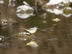 冬の巾着田にいた鳥の写真のサムネイル写真5