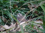 冬の巾着田にいた鳥の写真のサムネイル写真6