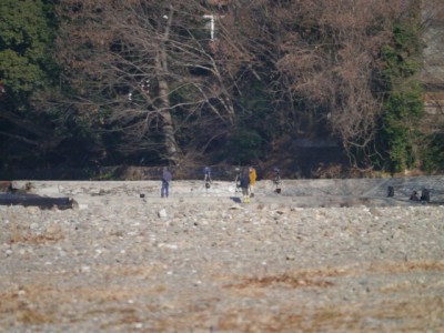 冬の巾着田にいた鳥の写真7