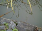 別府沼公園で小物釣り！の写真のサムネイル写真8