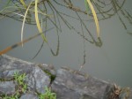別府沼公園で小物釣り！の写真のサムネイル写真8