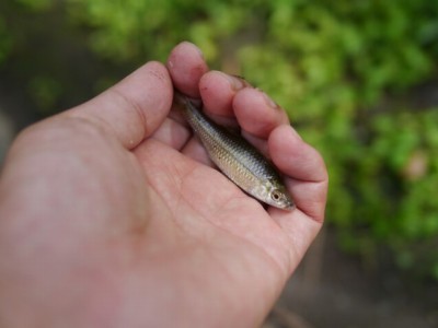 城山公園で小物釣り！の写真9