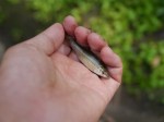 城山公園で小物釣り！の写真のサムネイル写真9