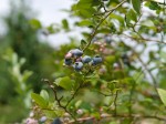 埼玉県農林公園で、収穫体験！の写真のサムネイル写真16