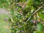 埼玉県農林公園で、収穫体験！の写真のサムネイル写真21