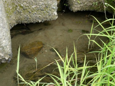 川の広場で川遊び！の写真2