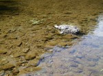 槻川の河原1で川遊び！の写真のサムネイル写真9