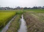 羽生水郷公園の近くで用水路釣り！の写真のサムネイル写真7