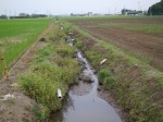 羽生水郷公園の近くで用水路釣り！の写真のサムネイル写真10