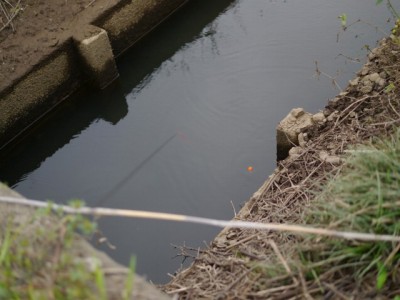 羽生水郷公園の近くで用水路釣り！の写真20