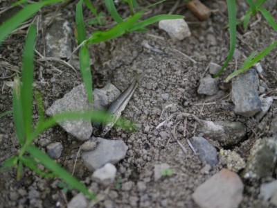 羽生水郷公園の近くで用水路釣り！の写真21