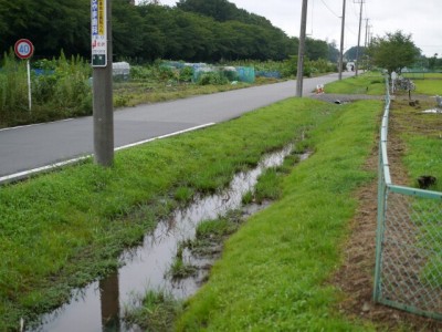 見沼臨時グラウンドでザリガニ釣り！の写真