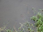 見沼臨時グラウンドでザリガニ釣り！の写真のサムネイル写真13
