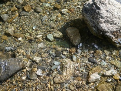 鳥羽川河川公園で川遊び！の写真5