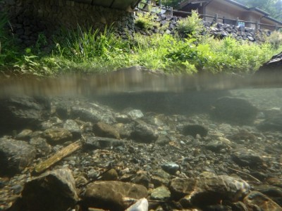 鳥羽川河川公園で川遊び！の写真7