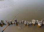 西城沼公園で釣りの写真のサムネイル写真1