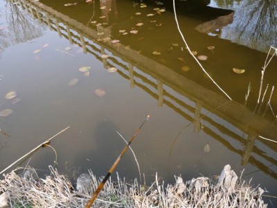 西城沼公園で釣りの写真3