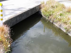 【ザリガニ釣り】しらこばと水上公園周辺で、ザリガニ釣り！の写真2