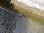 【ザリガニ釣り】しらこばと水上公園周辺で、ザリガニ釣り！の写真のサムネイル写真9