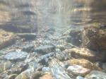 【川遊び】ときがわ花菖蒲園で川遊びの写真のサムネイル写真5