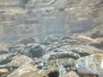 【川遊び】ときがわ花菖蒲園で川遊びの写真のサムネイル写真6