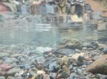【川遊び】ときがわ花菖蒲園で川遊びの写真のサムネイル写真7