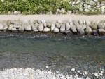 【川遊び】ときがわ花菖蒲園で川遊びの写真のサムネイル写真40