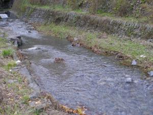 【川遊び】鳥羽川河川公園で、川遊び！の写真5