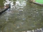【じゃぶじゃぶ池】北本市子供公園のじゃぶじゃぶ池で水遊び！の写真のサムネイル写真4