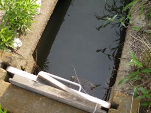 【ザリガニ釣り】高須賀池公園でザリガニ釣り！の写真5