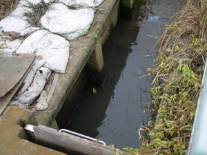 【ザリガニ釣り】ふたたび高須賀池公園でザリガニ釣り！の写真2