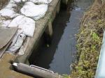 【ザリガニ釣り】ふたたび高須賀池公園でザリガニ釣り！の写真のサムネイル写真2