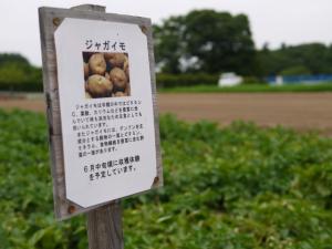 【収穫体験】埼玉県農林公園で、ブルーベリー、じゃがいも、ピーマンの収穫体験！の写真17