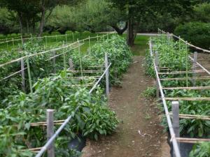 【収穫体験】埼玉県農林公園で、ブルーベリー、じゃがいも、ピーマンの収穫体験！の写真23
