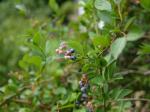 【収穫体験】埼玉県農林公園で、ブルーベリー、じゃがいも、ピーマンの収穫体験！の写真のサムネイル写真30